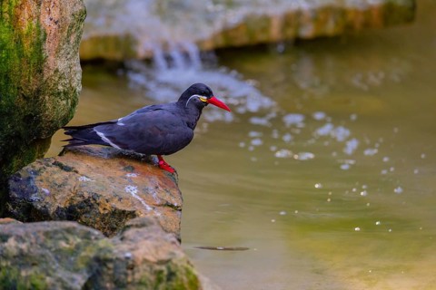 One Inca tern (Larosterna inca) standing on a rock. A small cascade in the background