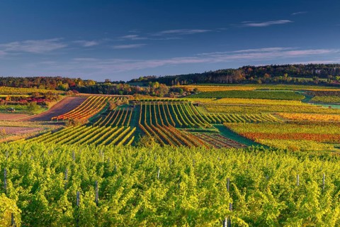 Vineyards near Langenlois, Lower Austria, Austria, Europe
