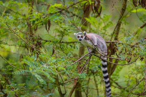 A ring-tailed lemur (Lemur catta) stands high up on a branch of tree with fresh green leafs