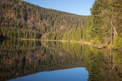 Lake Großer Arbersee in autumn. The surrounding forest is reflected in the mirror like surface of