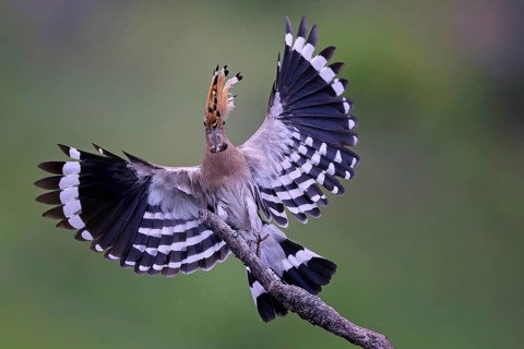 Hoopoe (Upupa epops) Bird of the Year 2022, approach, flying, wings spreading, male with beetle