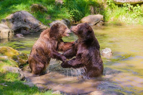 A Eurasian brown bear (Ursus arctos arctos) sow fighting with a big male in a pond