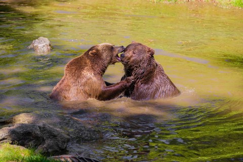 A Eurasian brown bear (Ursus arctos arctos) sow fighting with a big male in a pond