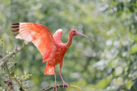 A scarlet ibis (Eudocimus ruber) stands on a twig in a tree and flaps its wings in the beautiful