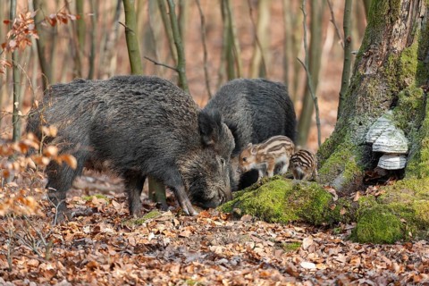 Wild boar, wild boar (Sus scrofa), bucks with young boars foraging in the forest, Germany, Europe