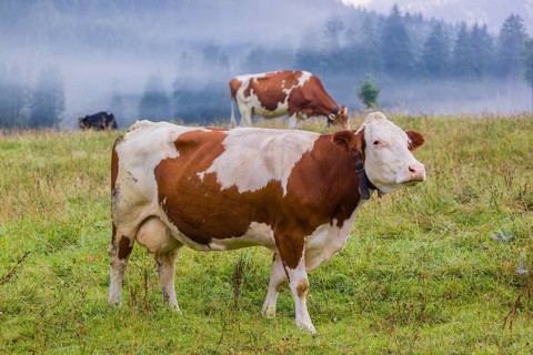 A herd of Holstein Friesian cows stand grazing in a meadow on a foggy day, while an mountain range