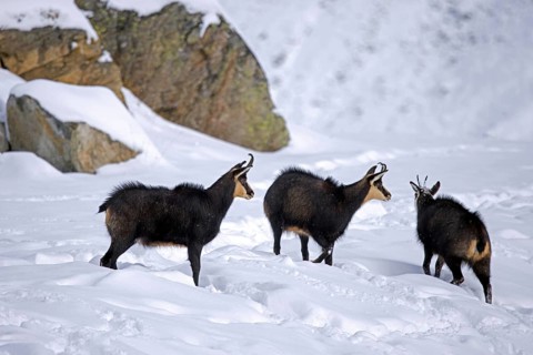 Three Alpine chamois (Rupicapra rupicapra) males, bucks on snow covered mountain slope during the