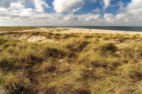 Dune landscape on the coast of Ellenbogen near List, island of Sylt, district of North Friesland,