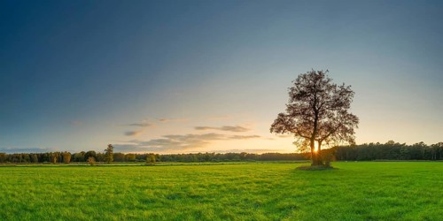 View of a tree standing alone in a meadow in the sunset, autumn, tree, willow, meadow, backlight,