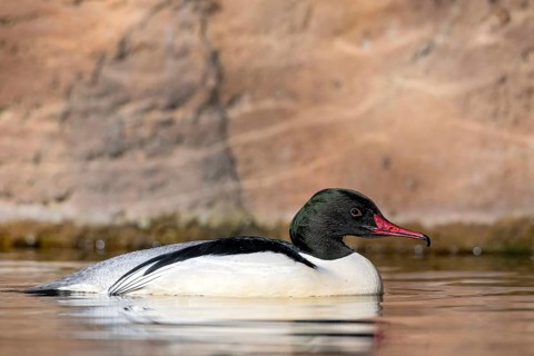 Goosander (Mergus merganser), male, swimming at the water's edge, captive, Alpine Zoo, Innsbruck,