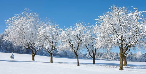 Row of trees covered in deep snow against a blue sky, Horben, Lindenberg, Freiamt, Canton Aargau,