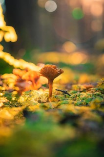 A single mushroom rises from a carpet of moss and earth, illuminated by golden sunlight,