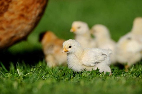 A brave chick explores the grass near the hen, domestic fowl (Gallus gallus domesticus), Franconia