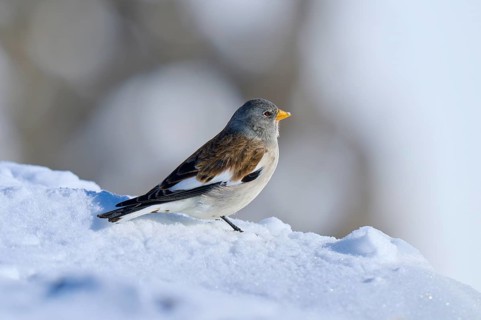 Snowfinch (Montifringilla nivalis), sitting on snow, the background is slightly blurred, Gemmi
