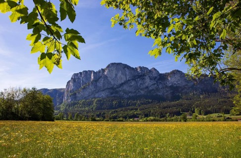 Maple tree and spring flower meadow with dragon wall, Mondseeland, Salzkammergut, Upper Austria,