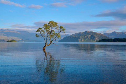 Tree in the lake with calm water and mountains in the background, peaceful atmosphere, summer, Lake