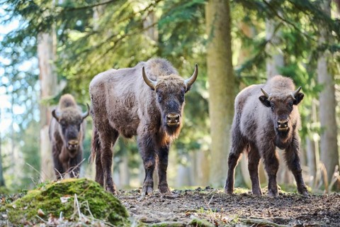 European bison (Bison bonasus) in a forest in spring, Bavarian Forest, Germany, Europe