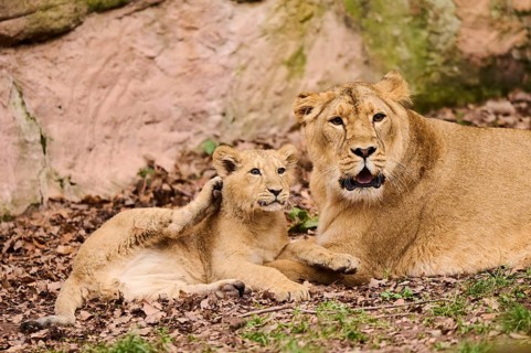 Asiatic lion (Panthera leo persica) female (mother) with her cub, captive