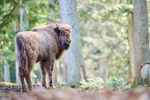 European bison (Bison bonasus) in a forest in spring, Bavarian Forest, Germany, Europe
