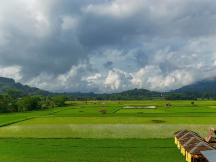 Landscape with green rice paddies, Tana Toraja, Rantepao, Sulawesi, Indonesia, Asia