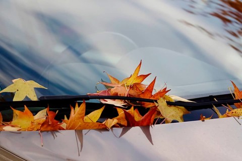 Leaves of the amber tree, car windscreen, October, Germany, Europe