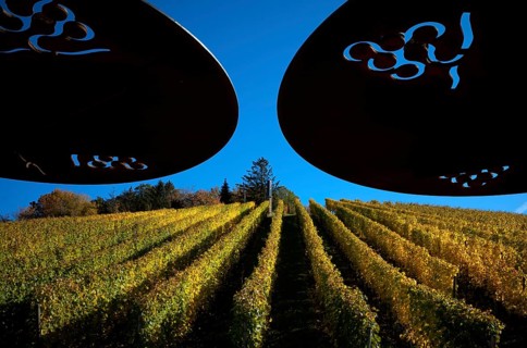 Panoramic terrace, sunshades, vineyard, vines, grapevines, viticulture, autumn colours, autumn,