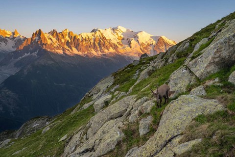 Alpine ibex (Capra ibex), adult male, in front of a mountain panorama at sunset, Grandes Jorasses