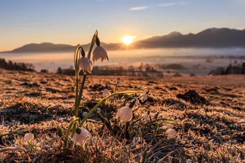 Flowers at sunrise, frost, fog, mountain landscape, spring, rays of sunshine, Marchberry (Leucojum
