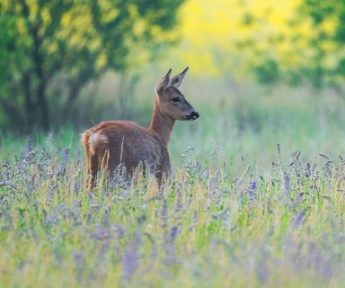 Roe deer (Capreolus capreolus), doe standing in a colourful spring meadow, in the background a