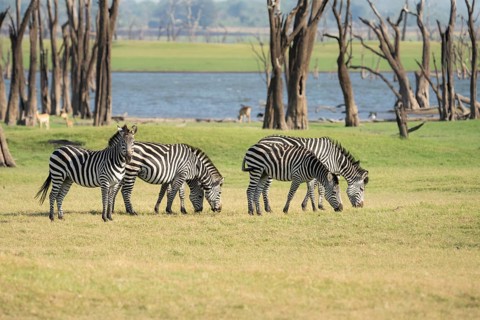Zebras, Equus burchelli, grazing in front of the Kafue Lake. Kafue Lake, Kafue National Park,