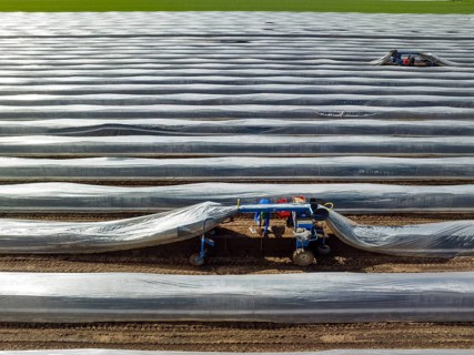 Wesel, North Rhine-Westphalia, Germany, Harvest workers from Eastern Europe harvest the first