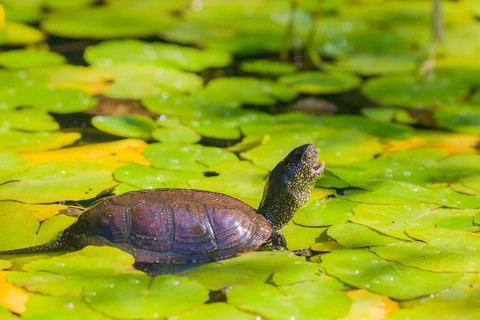 A European pond turtle (Emys orbicularis), makes its way through the leaves of Water Lilly covererd