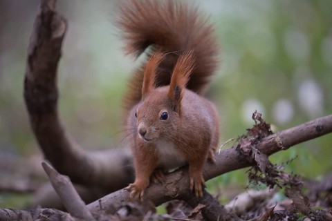 One Red squirrel or Eurasian red squirrel (Sciurus vulgaris) feeding on peanut. Trees in the