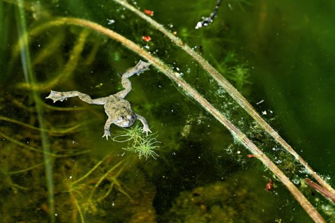 Yellow-bellied toad (Bombina variegata), in pond, Switzerland, Europe