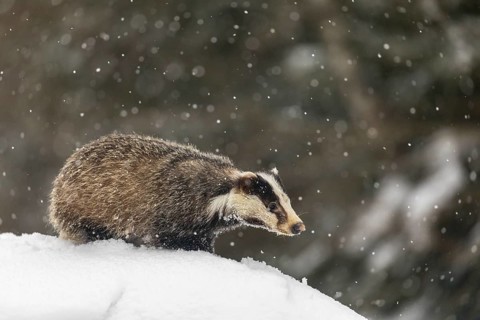 One young European badger (Meles meles) walking through deep snow during snow fall