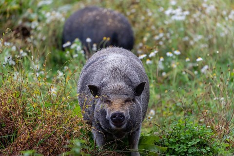 Two Minipigs, Sus scrofa domesticus, standing in a flowering meadow