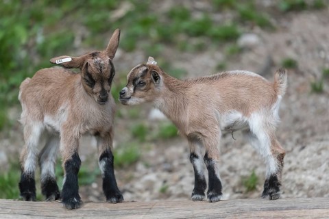 Two newborn Pygmy goat, Capra hircus, playing with each other on a log with some green grass in the