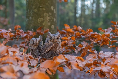 Two Eurasian scops owls (Otus scops)sitting on a twig of a beech tree, embedded in brown leafs