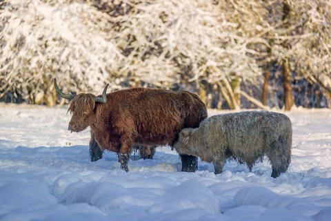 A highland cow (Bos primigenius taurus) nurses her calf on a snow-covered pasture at the edge of