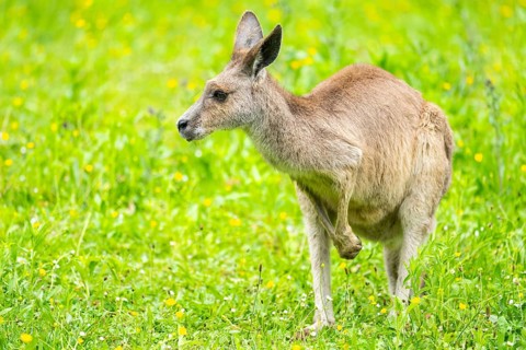 Eastern grey kangaroo (Macropus giganteus) on a meadow, Bavaria, Germany, Europe