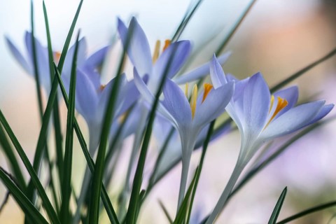 Elf crocus (Crocus tommasinianus), Emsland, Lower Saxony, Germany, Europe