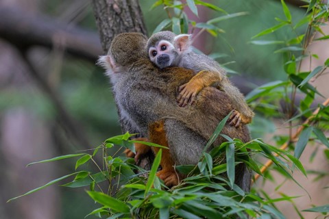 One female Central American squirrel monkey, Saimiri oerstedii, carrying her baby. Green vegetation