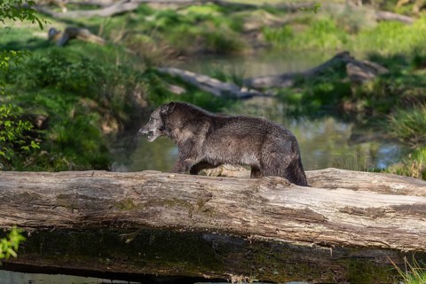 One Timberwolf, Canis lupus lycaon, walking over a fallen tree to cross a creek. Trees, creek and