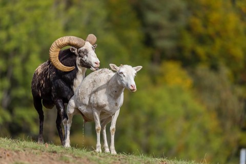 One male snow sheep (Ovis nivicola), or Siberian bighorn sheep checks the readiness of a goat to