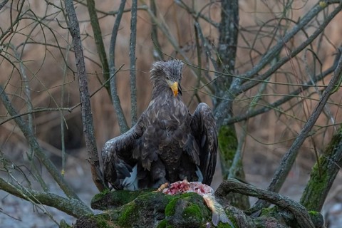 One white-tailed eagle (Haliaeetus albicilla) sitting on a small hammock feeding on a common carp.