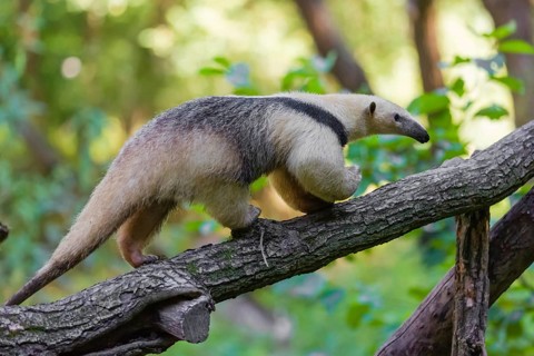 One southern tamandua (Tamandua tetradactyla), climbs up a tree in a forest