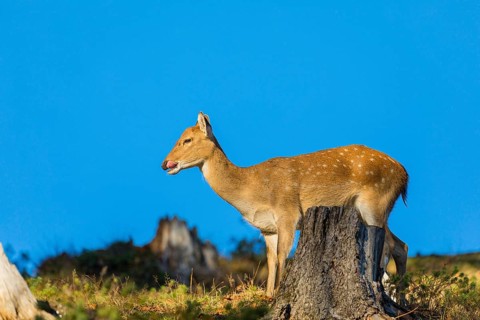 One female Manchurian sika deer or Dybowski's sika deer (Cervus nippon mantchuricus or Cervus