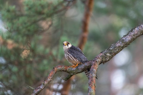 One female red-footed falcon (Falco vespertinus) sitting on a twig of a tree in a forest. Green