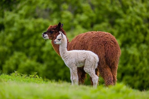 One brown female Alpaca (Vicugna pacos) stands with her young on a fresh green meadow . A green