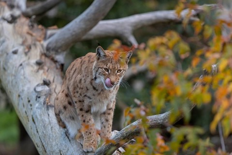 One Eurasian lynx, (Lynx lynx), sitting on a fallen tree, grooming himself. Frontal view with fall